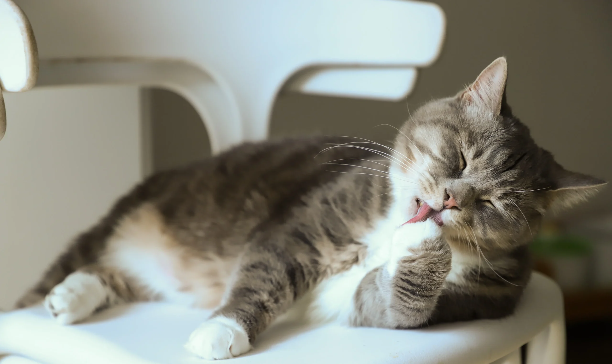 Grauhaarige Katze, die ihre Pfote leckt und Toxoplasmose übertragen kann